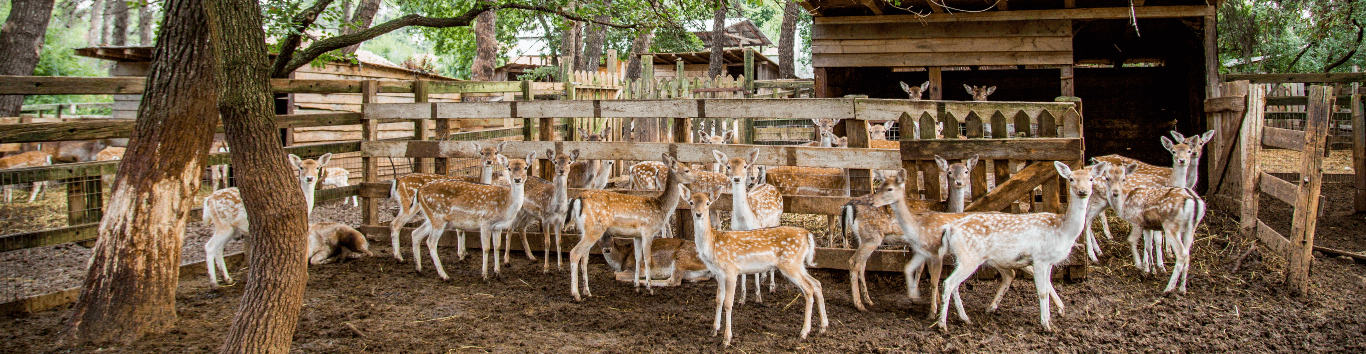 deers