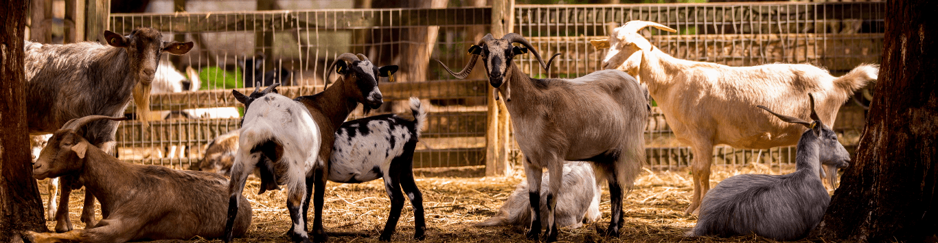 goats